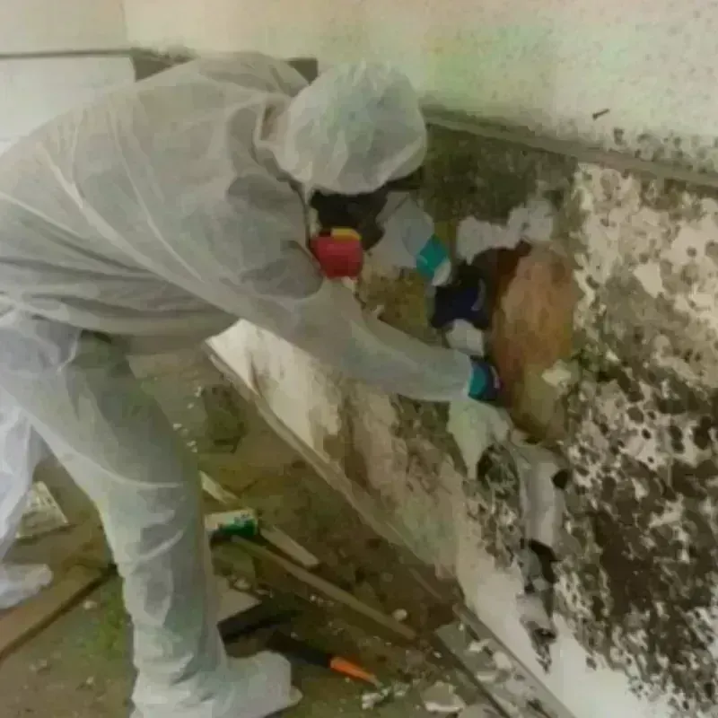 Mold Remediation and Removal in Brewster, NY